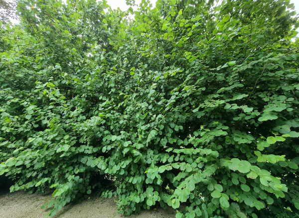 Hazelaar 'Corylus'