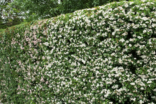 Winterharde haagplanten