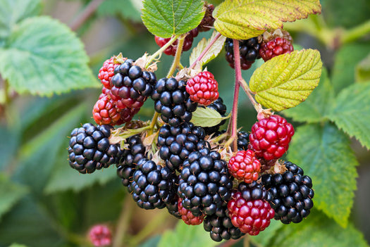 Bramenstruiken 'Rubus fruticosus'