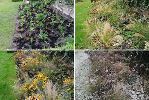 Borderpakketten - Prairietuin & Prairieborders - Steppetuin