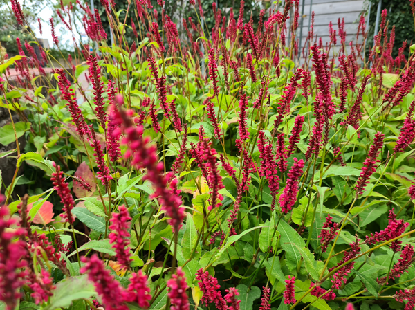 Borderpakketten - Duizendknoop - Persicaria