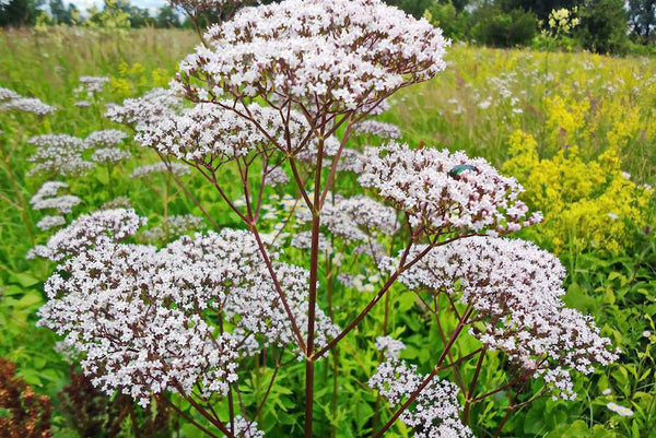 Valeriaan 'Valeriana'