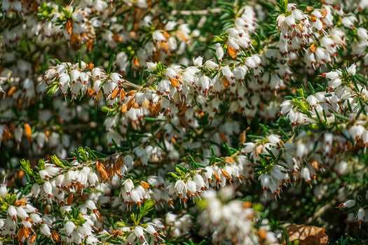 Winterheide 'Erica carnea'