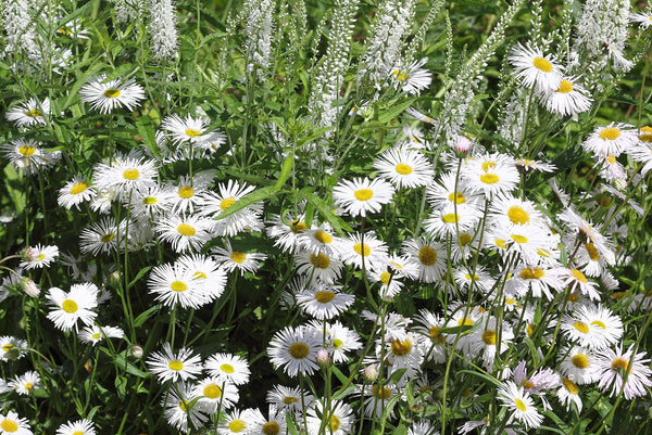 Alle Fijnstraal 'Erigeron' planten