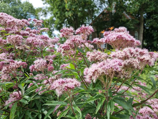 Alle Koninginnenkruid 'Eupatorium'