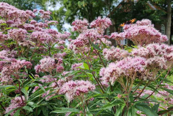 Populaire Vaste planten natte grond