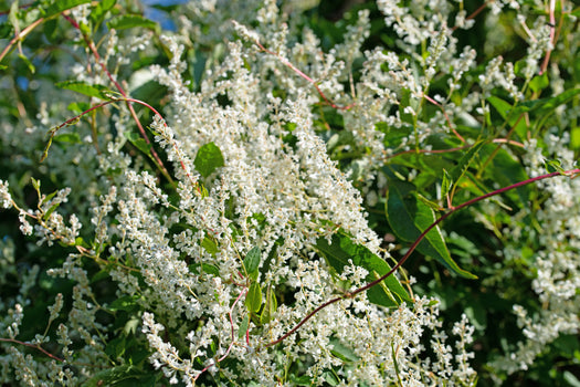 Bruidssluier 'Fallopia' soorten