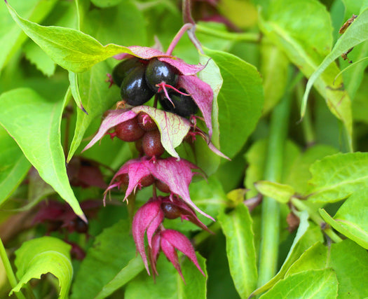 Fazantenbes - Leycesteria formosa