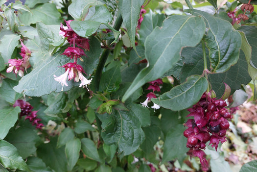 Fazantenbes 'Leycesteria'