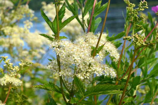 Moerasspirea 'Filipendula'