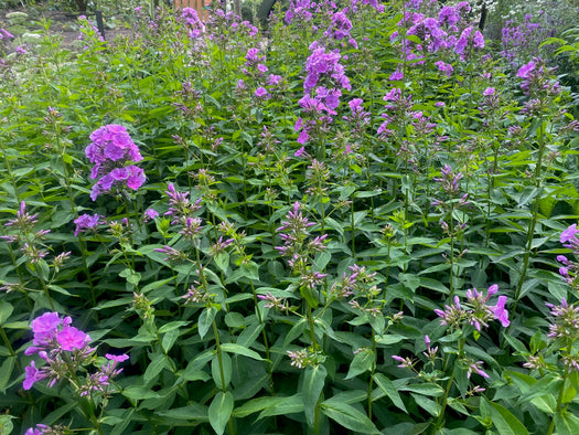 Alle vlambloemen - Flox 'Phlox'