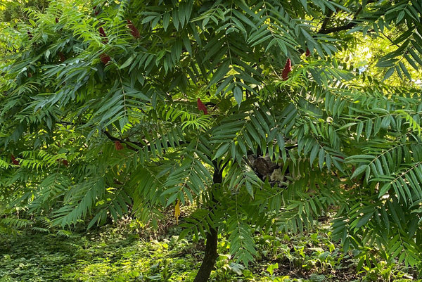 Fluweelboom 'Rhus typhina'