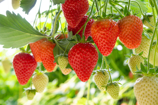 Aardbeiplanten 'Fragaria × ananassa'