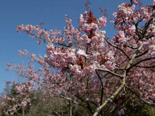 Sierkers 'Prunus'