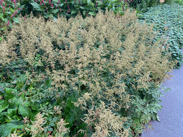 Geitenbaard 'Aruncus'