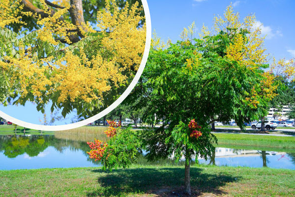 Koelreuteria paniculata - Lampionboom