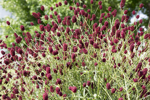 Alle Pimpernel 'Sanguisorba' planten