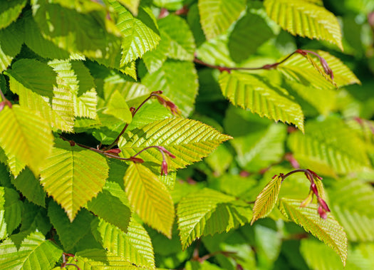 Beukenhaag 'Fagus' en Haagbeuk 'Carpinus'