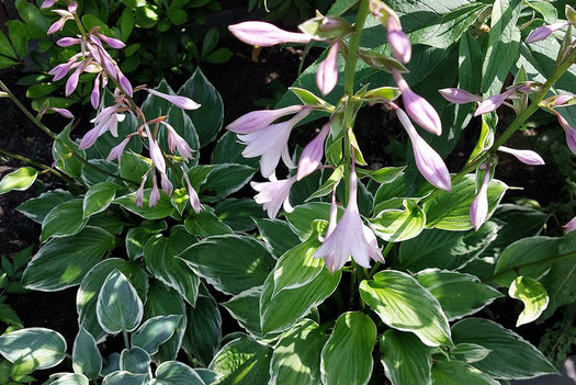 Hartlelie 'Hosta'