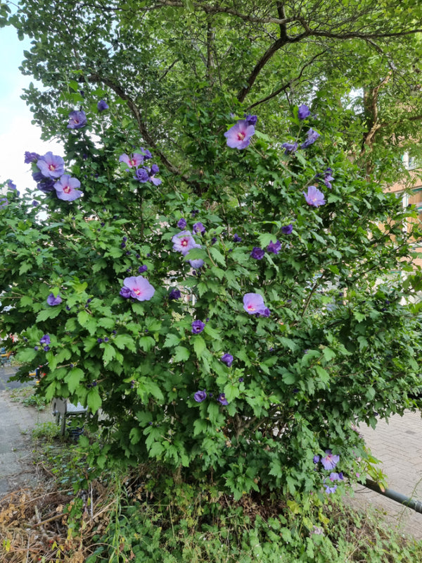 Heemstroos 'Hibiscus' informatie