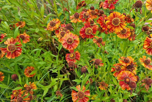 Alle Zonnekruid 'Helenium' planten