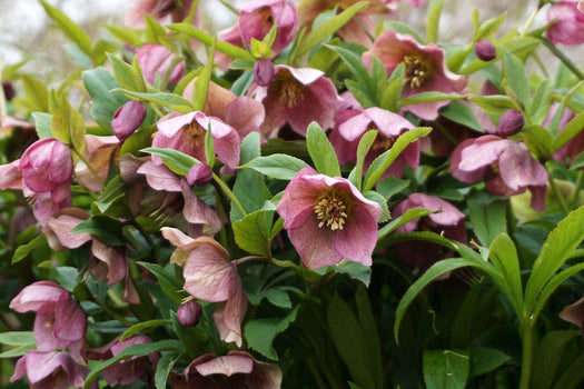 Alle Nieskruid 'Helleborus'