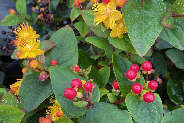 Alle Hertshooi 'Hypericum' planten