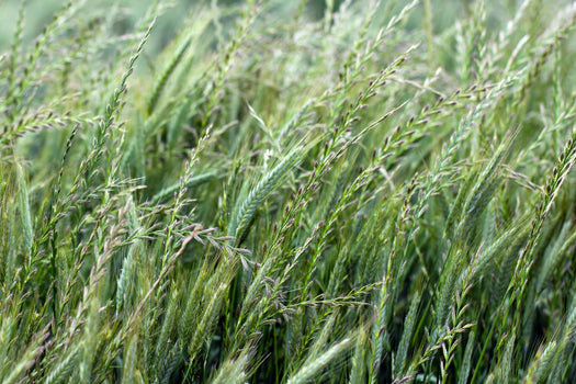 Hondstarwegras 'Elymus'