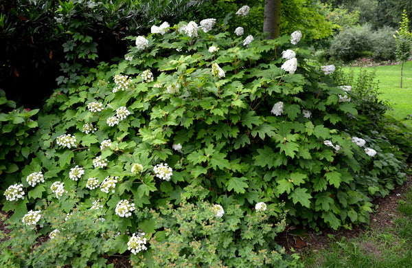 Eikenbladhortensia 'Hydrangea quercifolia'