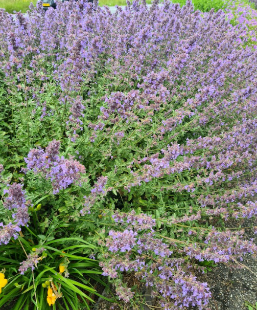 Hyssop 'Hyssopus'