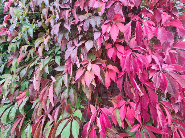 Felle herfstkleuren - herfstverkleuring