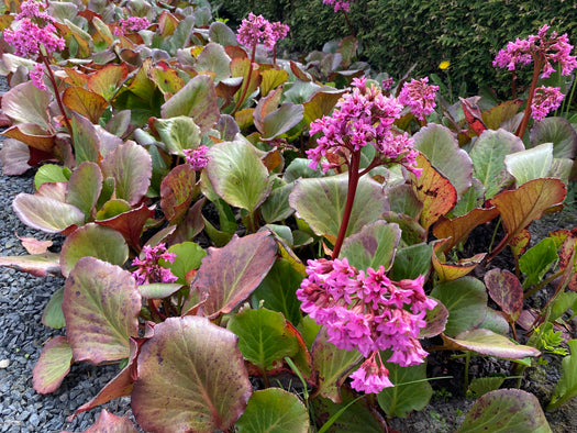 Alle Schoenlappersplanten 'Bergenia'