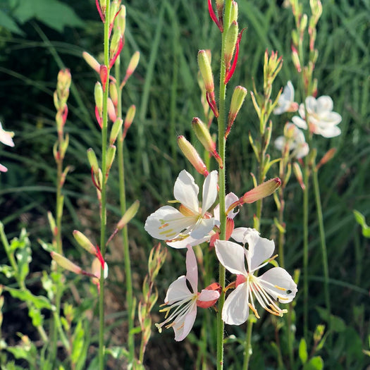 Borderpakketten - Prachtkaars - Gaura