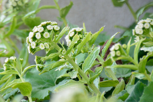 Hoefblad 'Petasites'