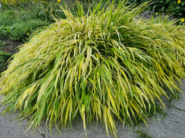 Japans siergras 'Imperata' & 'Hakonechloa'