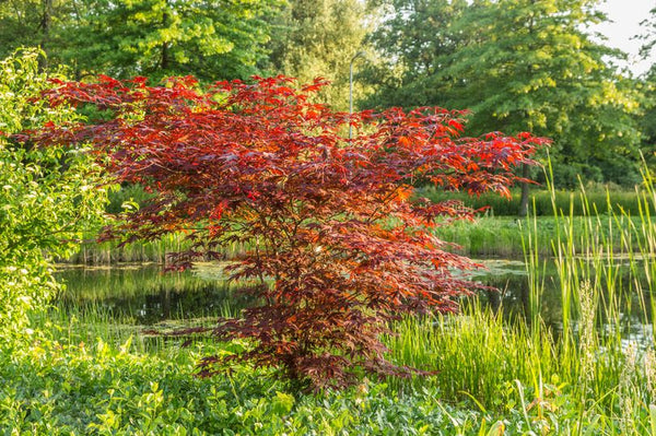 Bomen voor zure grond