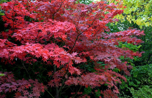 Japanse Esdoorn 'Acer palmatum' alle soorten