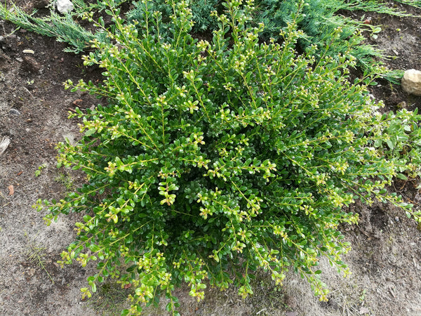 Japanse hulst 'Ilex crenata'