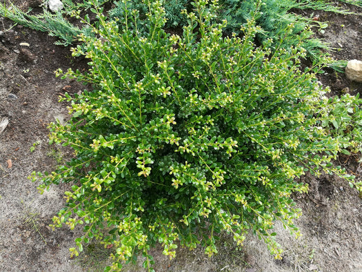 Japanse hulst 'Ilex crenata'