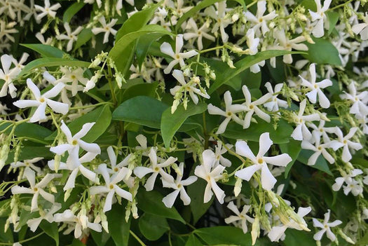 Toscaanse sterjasmijn 'Trachelospermum' soorten