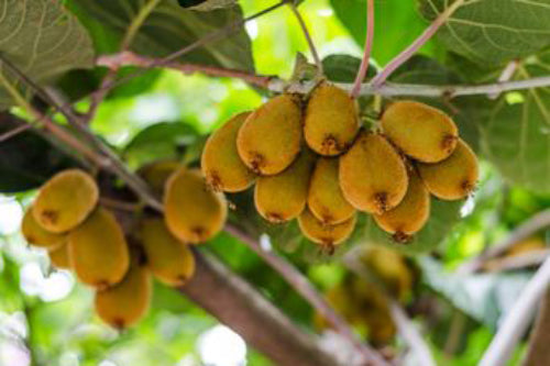 Kiwistruik 'Actinidia' soorten