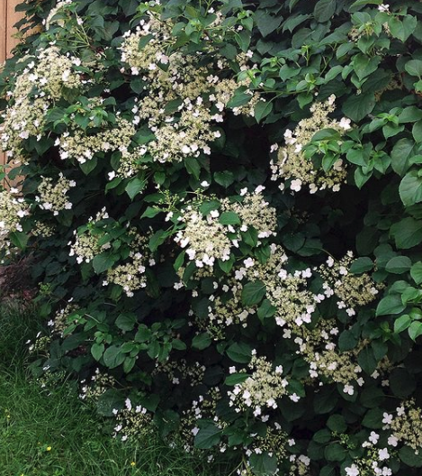 Klimhortensia 'Hydrangea'