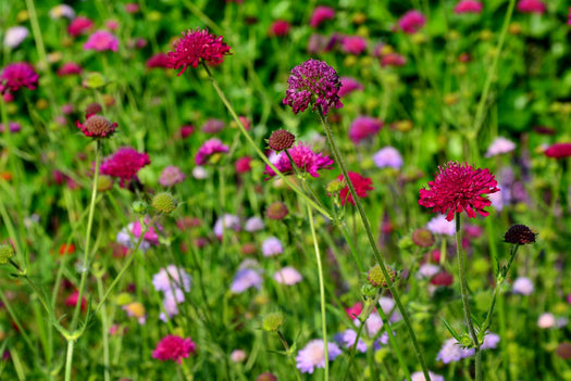 Beemdkroon 'Knautia'