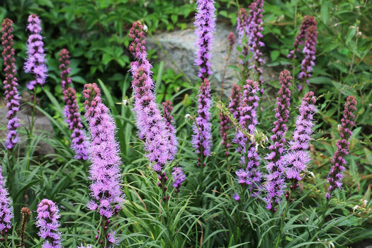 Slangenwortel 'Liatris'