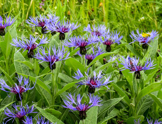 Korenbloem 'Centaurea'