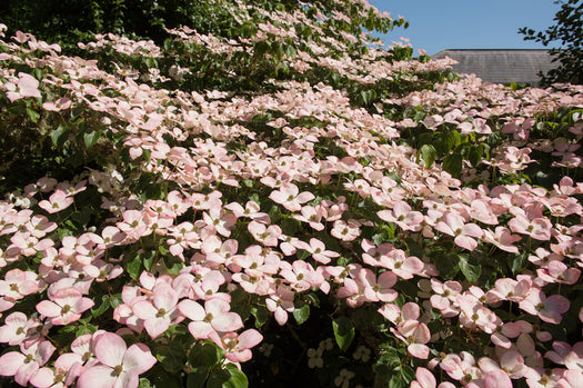 Alle Kornoelje 'Cornus' heesters