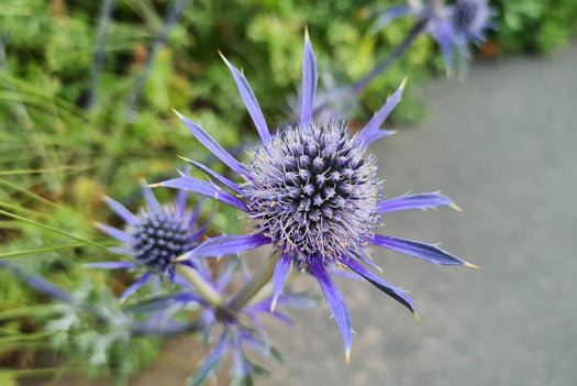 Alle Kruisdistel 'Eryngium' planten