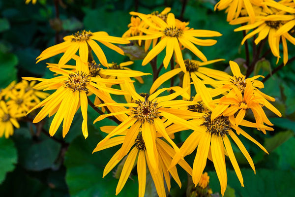 Kruiskruid 'Ligularia'