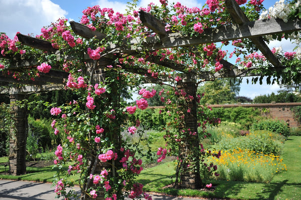 Langbloeiende klimplanten