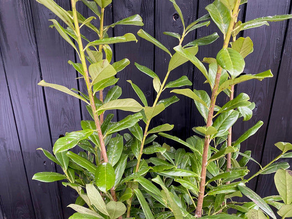 Laurier struiken 'Prunus'